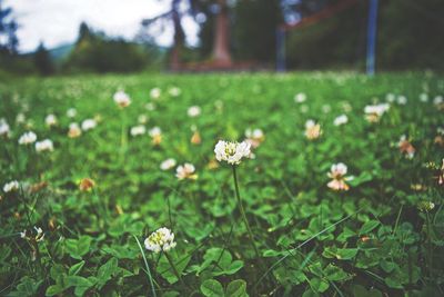 Close-up of flowers growing in field