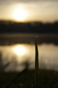 Close-up of silhouette plant against lake during sunset