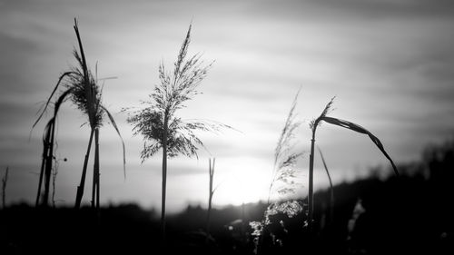 Close-up of stalks in field against sky during sunset