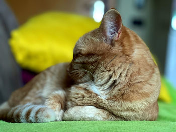 Close-up of cat