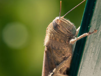 Macro shot of grasshopper on wall