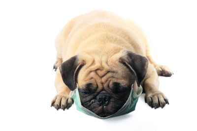 Close-up of a dog sleeping on white background