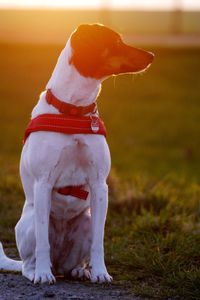 Jack russell terrier relaxing on field