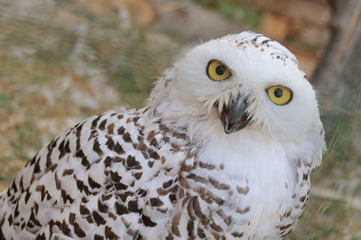 Close-up portrait of owl