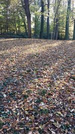 Fallen leaves on tree trunk in forest