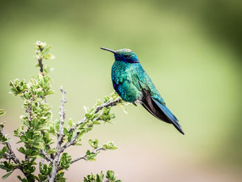 Close-up of bird perching on branch