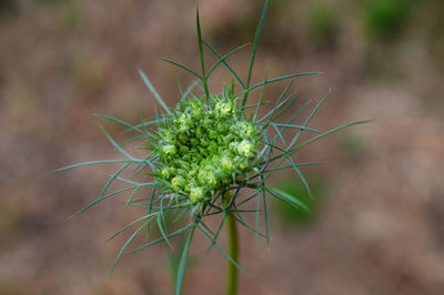 Close-up of thistle cactus