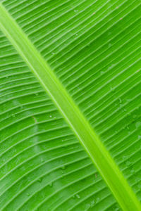 Full frame shot of palm leaves