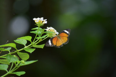 animal wildlife