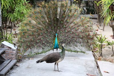 Peacock on footpath
