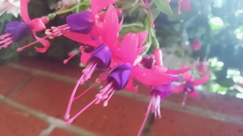 Close-up of pink flowers