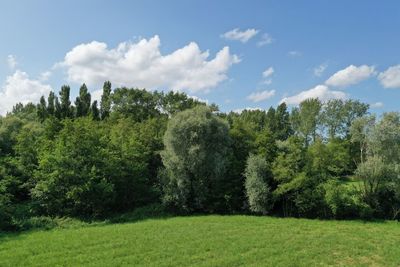 Pine trees on field against sky