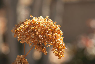 Close-up of orange flowering plant