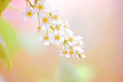 Close-up of white cherry blossom tree