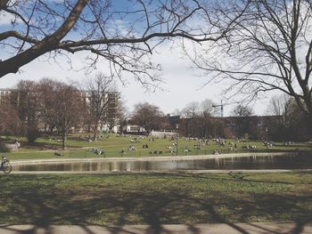 Trees on grassy field