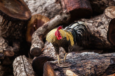 Thai native chickens are popularly raised according to nature.