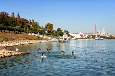 Ducks in a lake