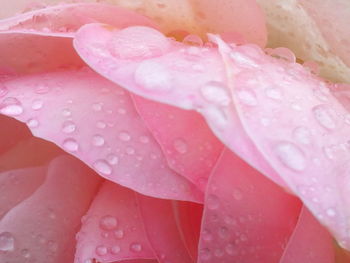 Close-up of water drops on pink flower