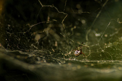 Close-up of spider on web