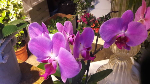 Close-up of pink flowers blooming on potted plant