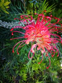 Close-up of red flowers blooming outdoors