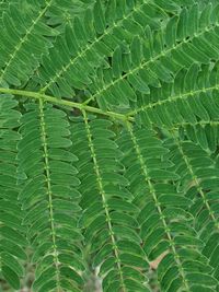 Full frame shot of green leaves