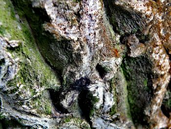 Close-up of tree trunk