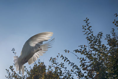 Low angle view of bird flying in the sky