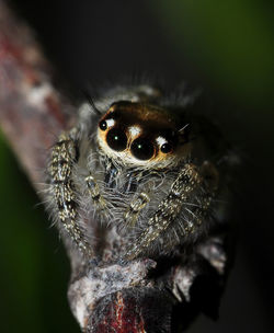 Close-up of spider