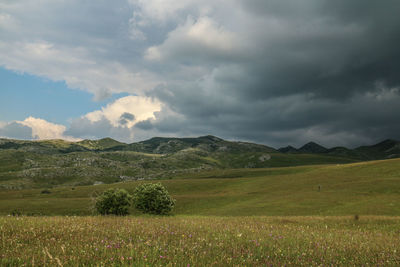 Scenic view of field against sky