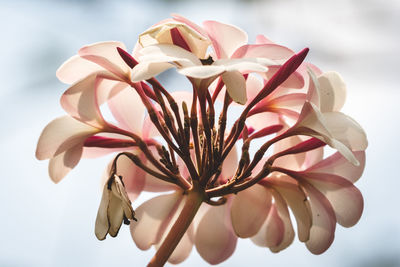 Close-up of pink and white flowers