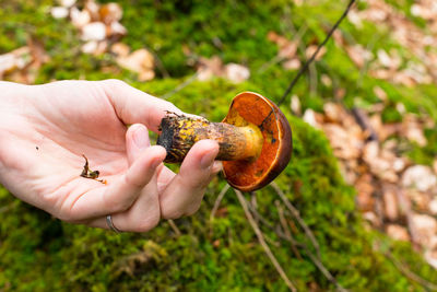 Boletus erythropus. picking edible mushrooms in germany. foraging, picking mushrooms