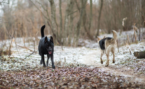 View of two dogs on land