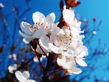 Close-up of white flowers blooming on tree