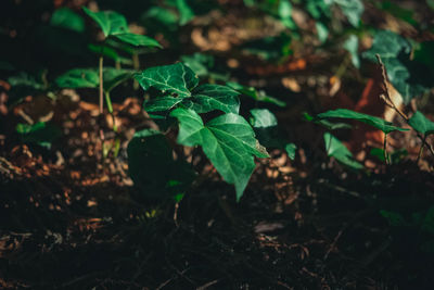 Close-up of plant growing outdoors