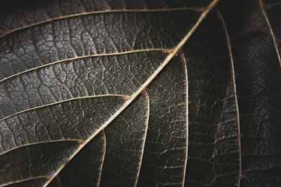 Close-up of leaf