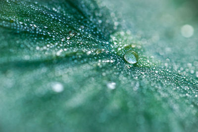 Close-up of water drops on leaf