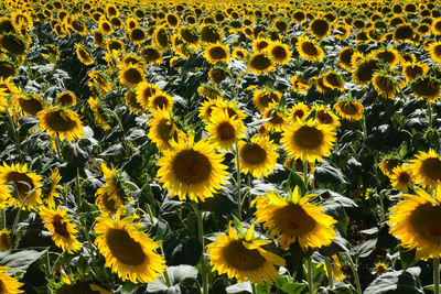 Close-up of sunflowers on field