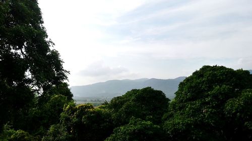 Trees in forest against sky
