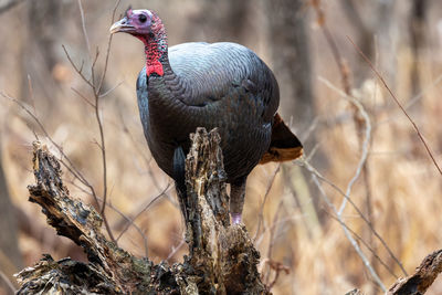 Wild turkey in the woods