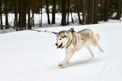 Running husky dog on sled dog racing. winter dog sport sled team competition. siberian husky dog