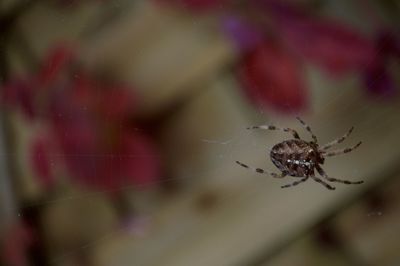 Close-up of spider on web