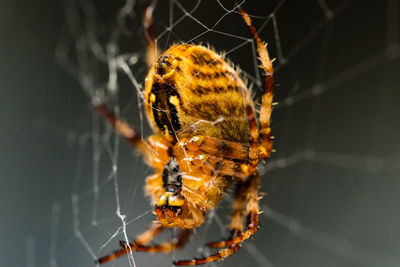 Close-up of spider on web