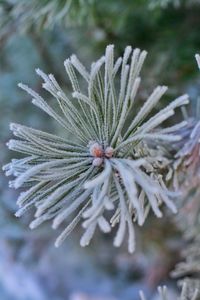 Close-up of frozen plant
