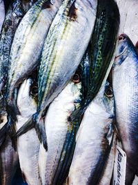 Close-up of fish for sale in market