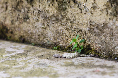 Close-up of moss on rock