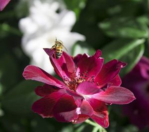 Close-up of insect on pink flower