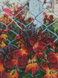 Close-up of red flowering plant