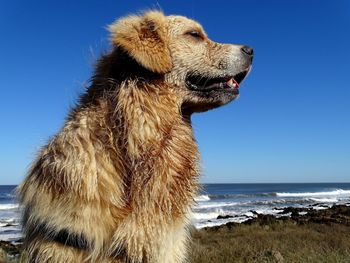 Close-up of an animal on beach