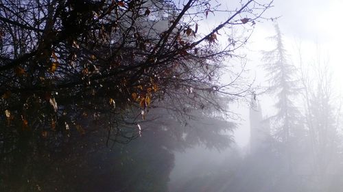 Low angle view of trees against sky